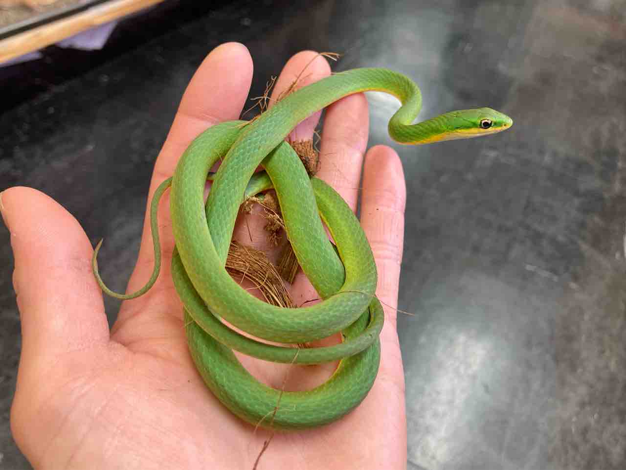 ヘビ新入荷! : 爬虫類倶楽部大宮店公式ブログ