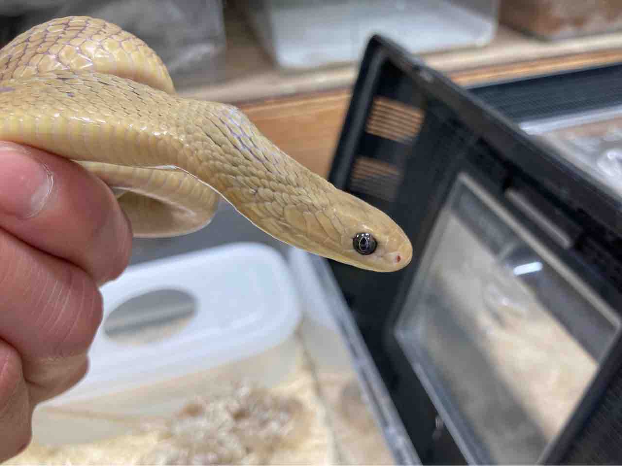 ヘビ カメ 新入荷 爬虫類倶楽部大宮店公式ブログ ヘビ カメ 新入荷 爬虫類倶楽部大宮店公式ブログ