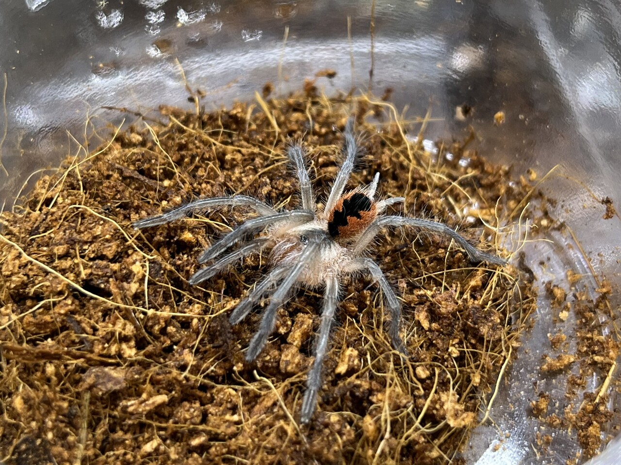 タランチュラ Pamphobeteus vespertinus オス