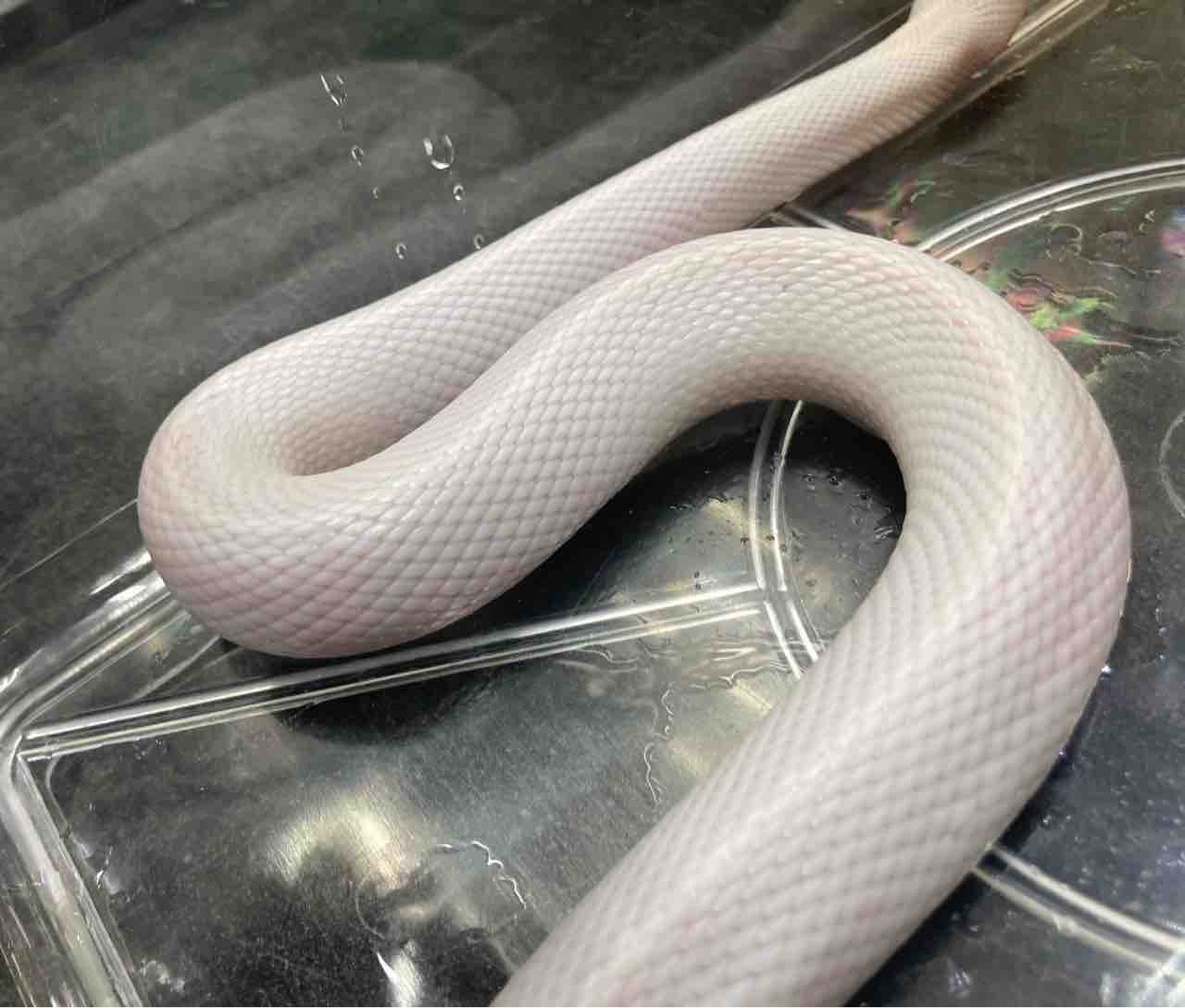 ヘビ 新入荷 努力の賜物 国内cb 色変ミズヘビいろいろ 爬虫類倶楽部大宮店公式ブログ