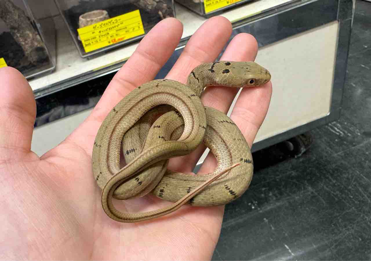 ヘビ新入荷！トーゴ便＋中国便色々と！ : 爬虫類倶楽部大宮店