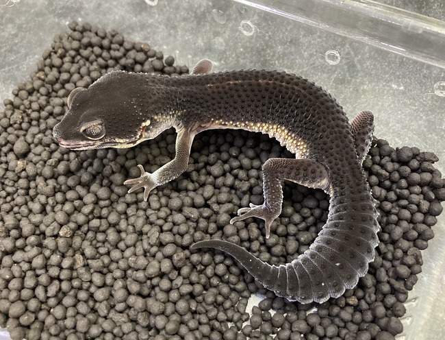 52C85D67-31A4-423F-A3A4-C5B019BA92D9