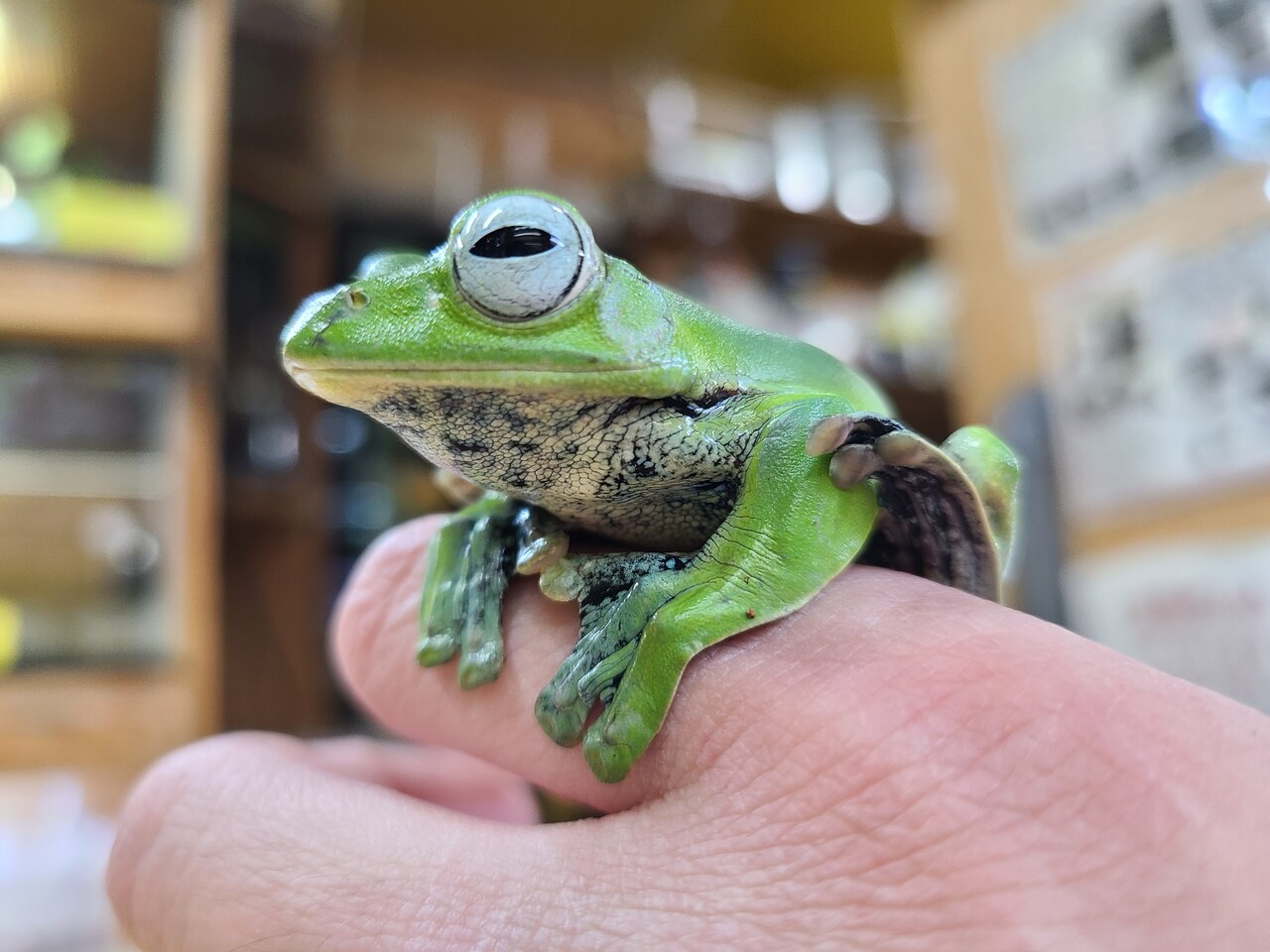 最低価格の 両生類新入荷！ノルハヤティ！クロマク！ヒスイ！ワキモン 生き物