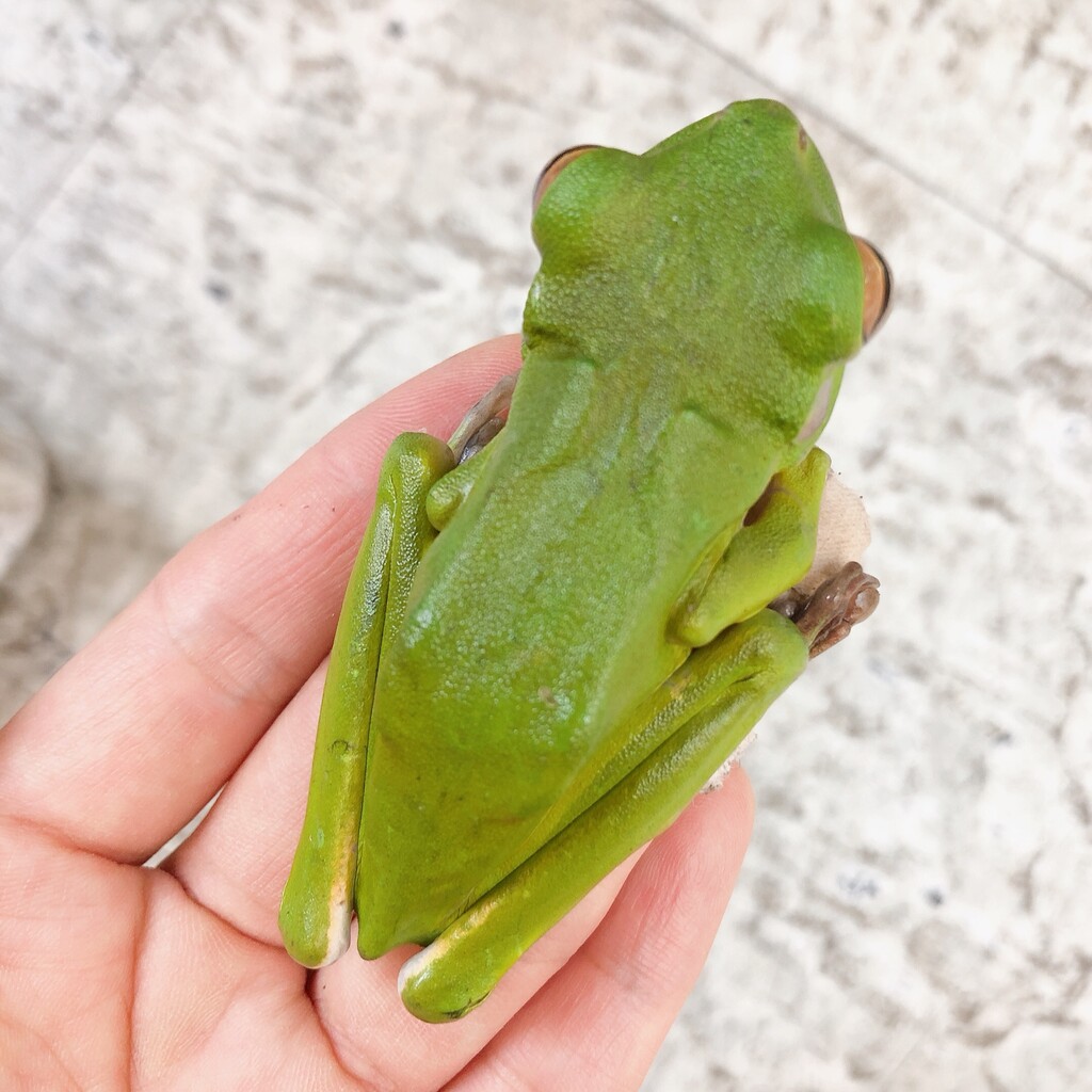 クツワアメガエル来ました 爬虫類倶楽部大宮店公式ブログ