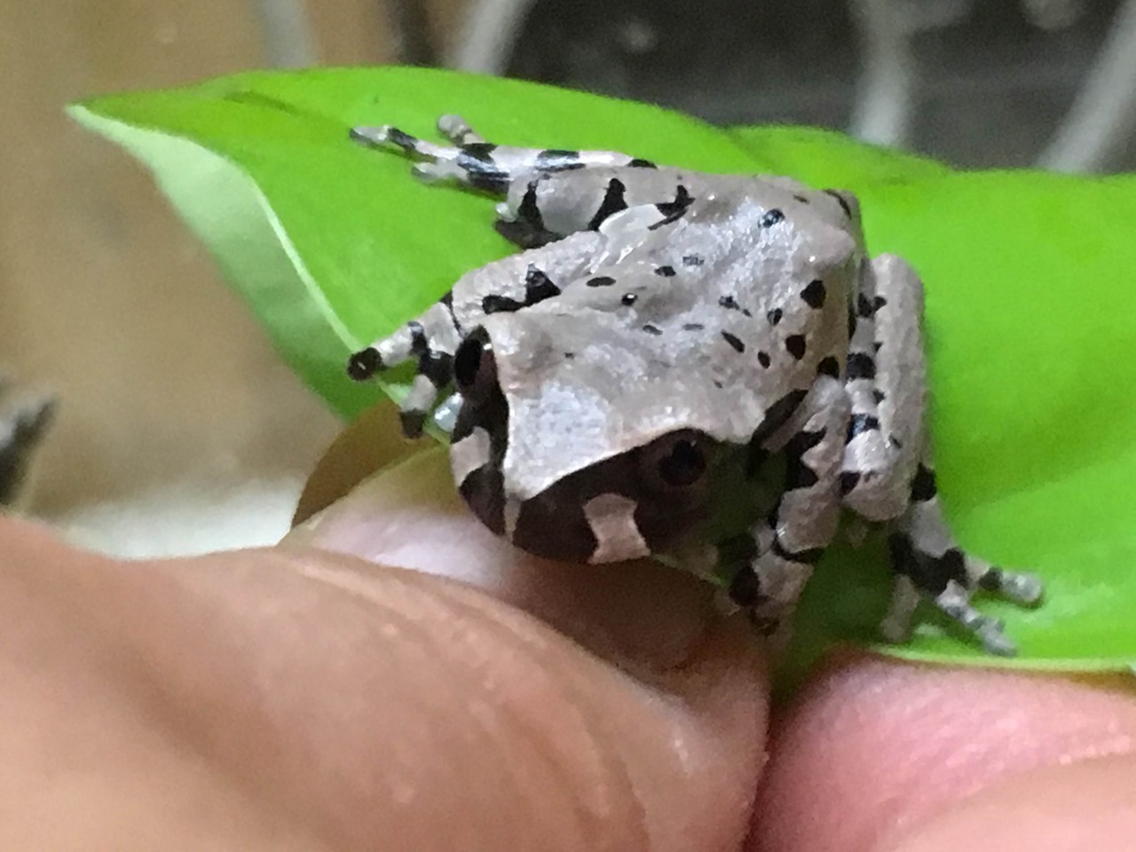カンムリアマガエル繁殖しました ドイツ便など 爬虫類倶楽部大宮店公式ブログ カンムリアマガエル繁殖しました ドイツ便など 爬虫類倶楽部大宮店公式ブログ