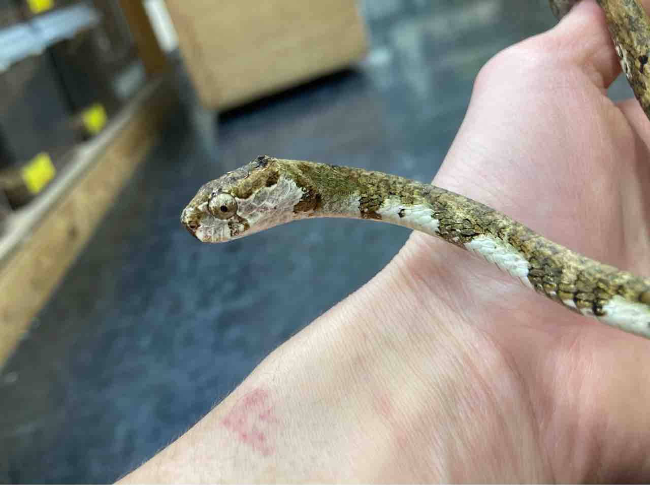 ヘビ新入荷 おかわりジャワヤスリやセダカヘビなど ドイツ便もちょこっと 爬虫類倶楽部大宮店公式ブログ