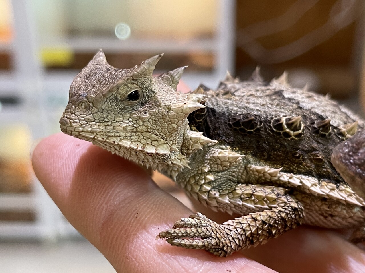 トカゲ新入荷！ : 爬虫類倶楽部大宮店公式ブログ