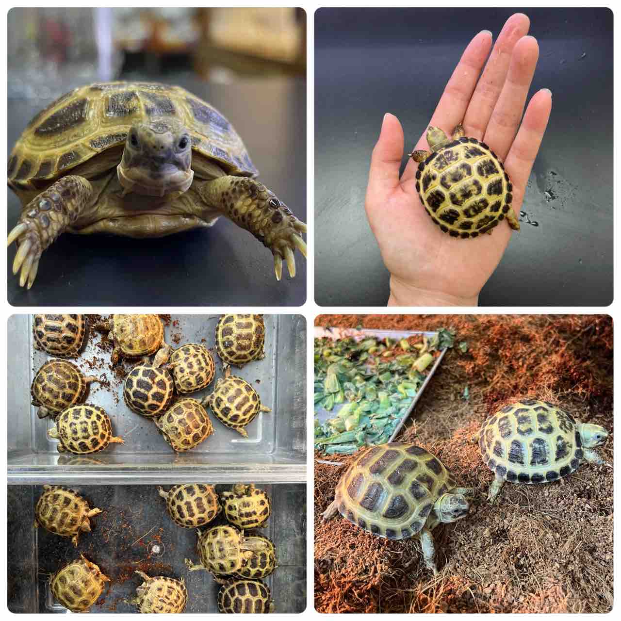 カメ新入荷 爬虫類倶楽部大宮店公式ブログ