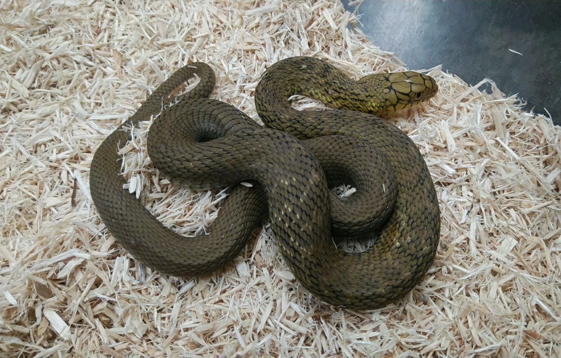 ヘビ新入荷 爬虫類倶楽部大宮店公式ブログ