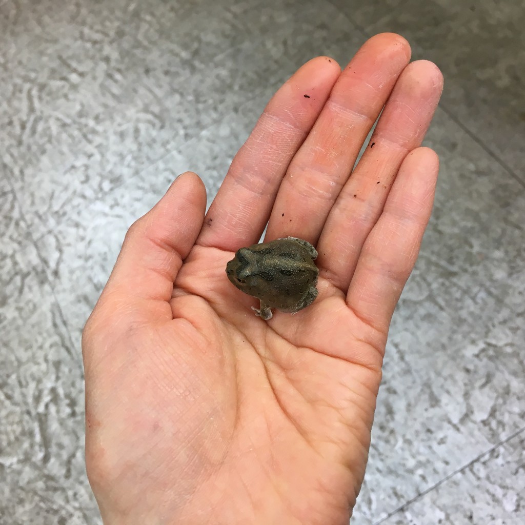 新入荷 かえるとむし 爬虫類倶楽部大宮店公式ブログ 新入荷 かえるとむし 爬虫類倶楽部大宮店公式ブログ