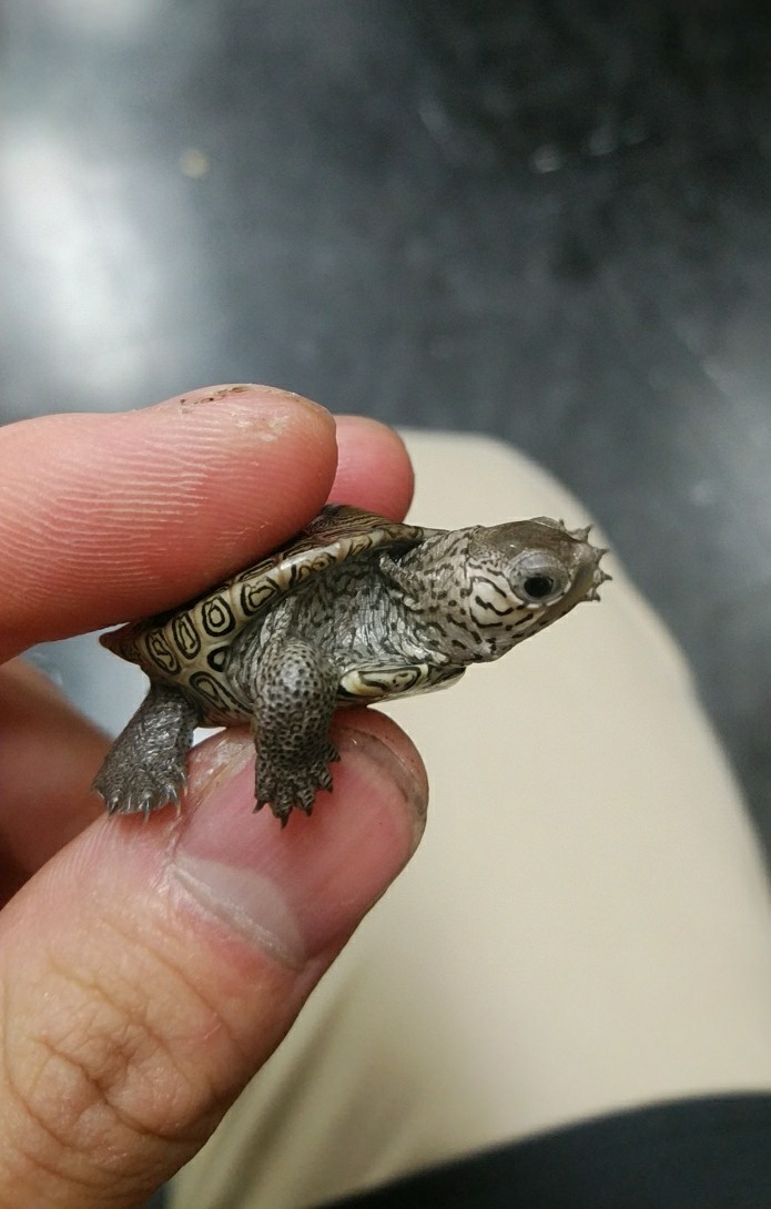 ヘビ カメ新入荷 爬虫類倶楽部大宮店公式ブログ