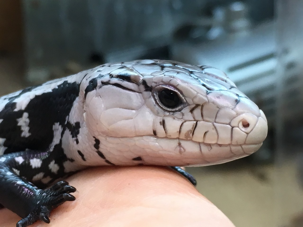 白黒の高貴なトカゲさん達 黄色な方も 爬虫類倶楽部大宮店公式ブログ 白黒の高貴なトカゲさん達 黄色な方も 爬虫類倶楽部大宮店公式ブログ