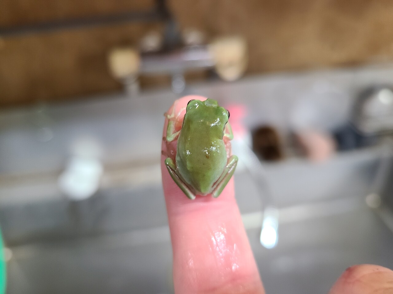 両生類新入荷 イエアメ ミルキー コガタナゾ 爬虫類倶楽部大宮店公式ブログ 両生類新入荷 イエアメ ミルキー コガタナゾ 爬虫類倶楽部大宮店公式ブログ