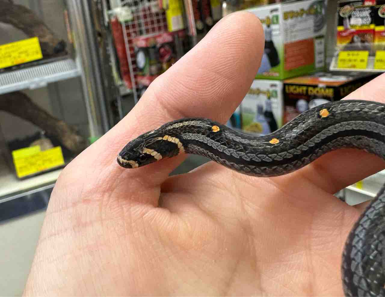 メル蛇 今週の2階新入荷 ヘビ、トカゲ : 爬虫類倶楽部