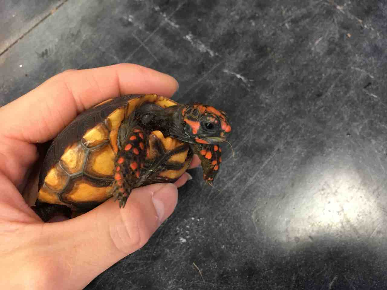 カメ 新入荷 セスジニシキガメ 爬虫類倶楽部大宮店公式ブログ