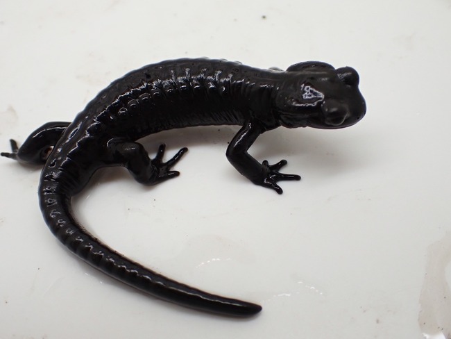 1BF7B581-3C74-407F-96BE-718DD3C555DF