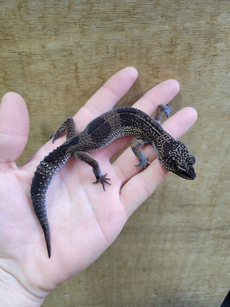 激安挑戦中 ヒョウモントカゲモドキ レオパ タイプ1 吊看板 i9tmg.com.br