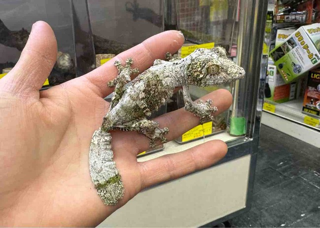 FullSizeRender