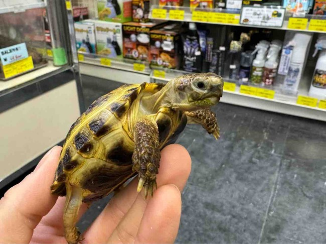 FullSizeRender