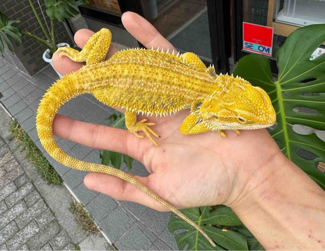 FullSizeRender