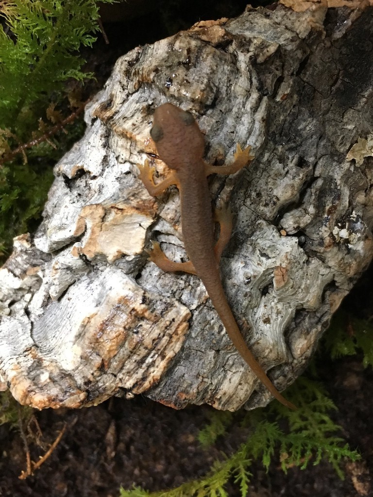 ドイツ便 ファイアサラマンダー イモリ アシナシイモリ 爬虫類倶楽部大宮店公式ブログ