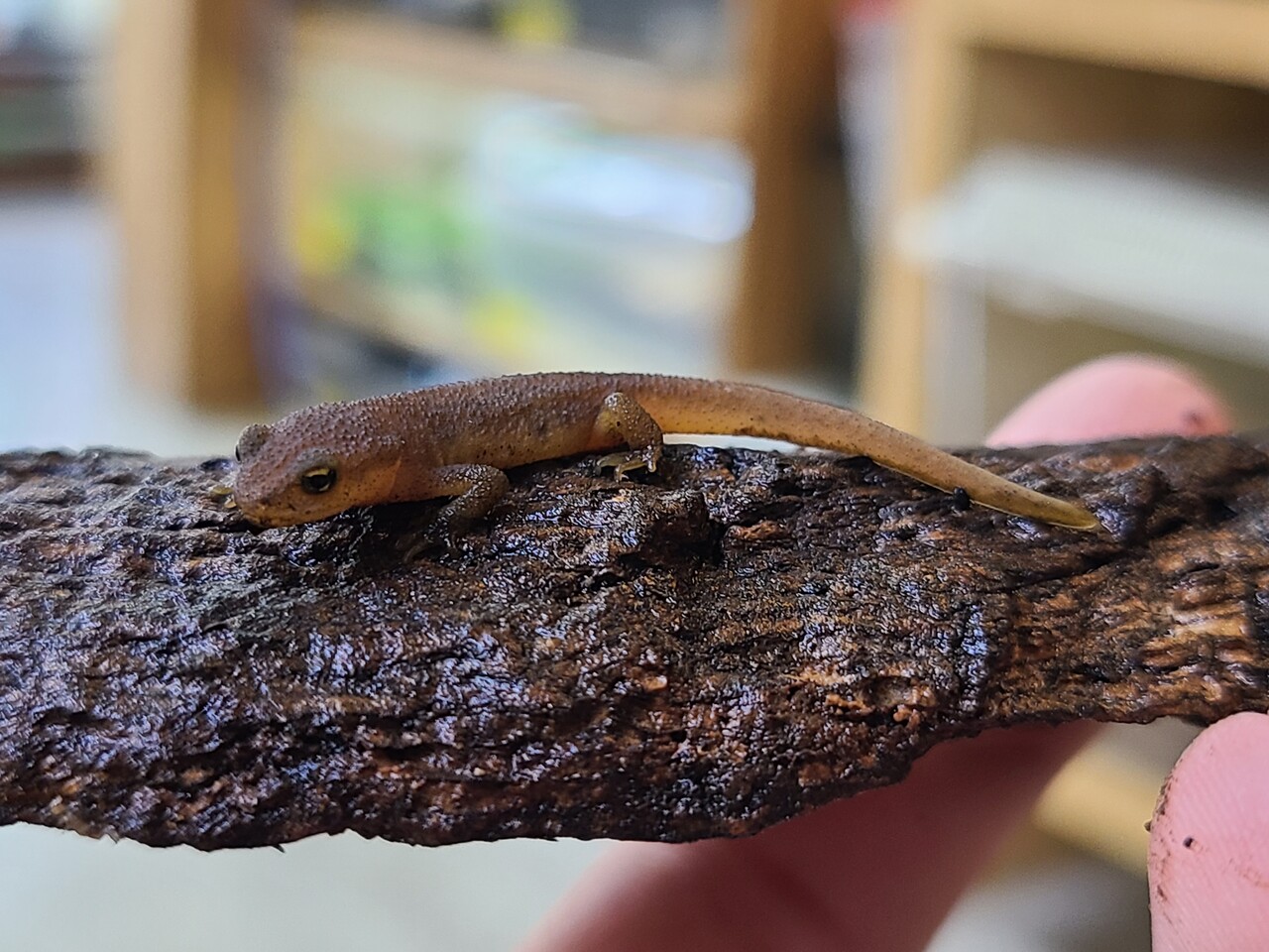 両生類 カメレオン新入荷 ヤドクガエル全在庫紹介 爬虫類倶楽部大宮店公式ブログ