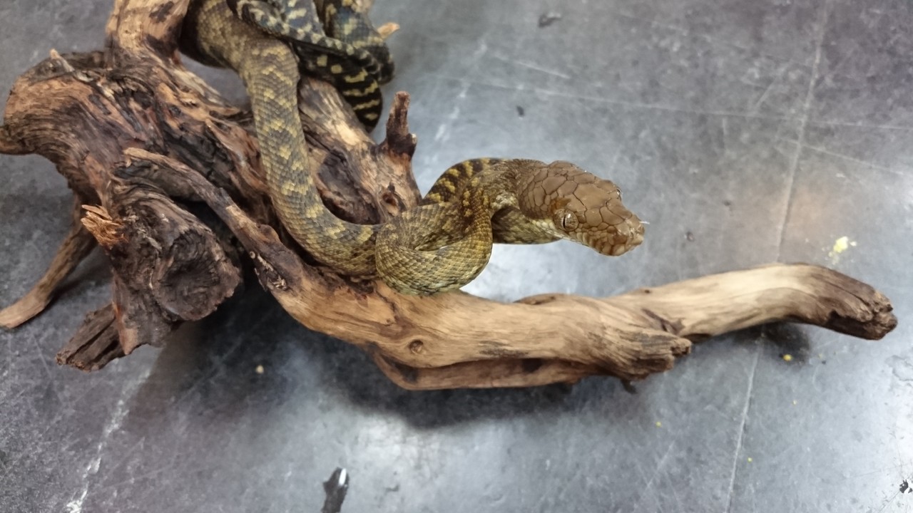 バー パイソン タニン
