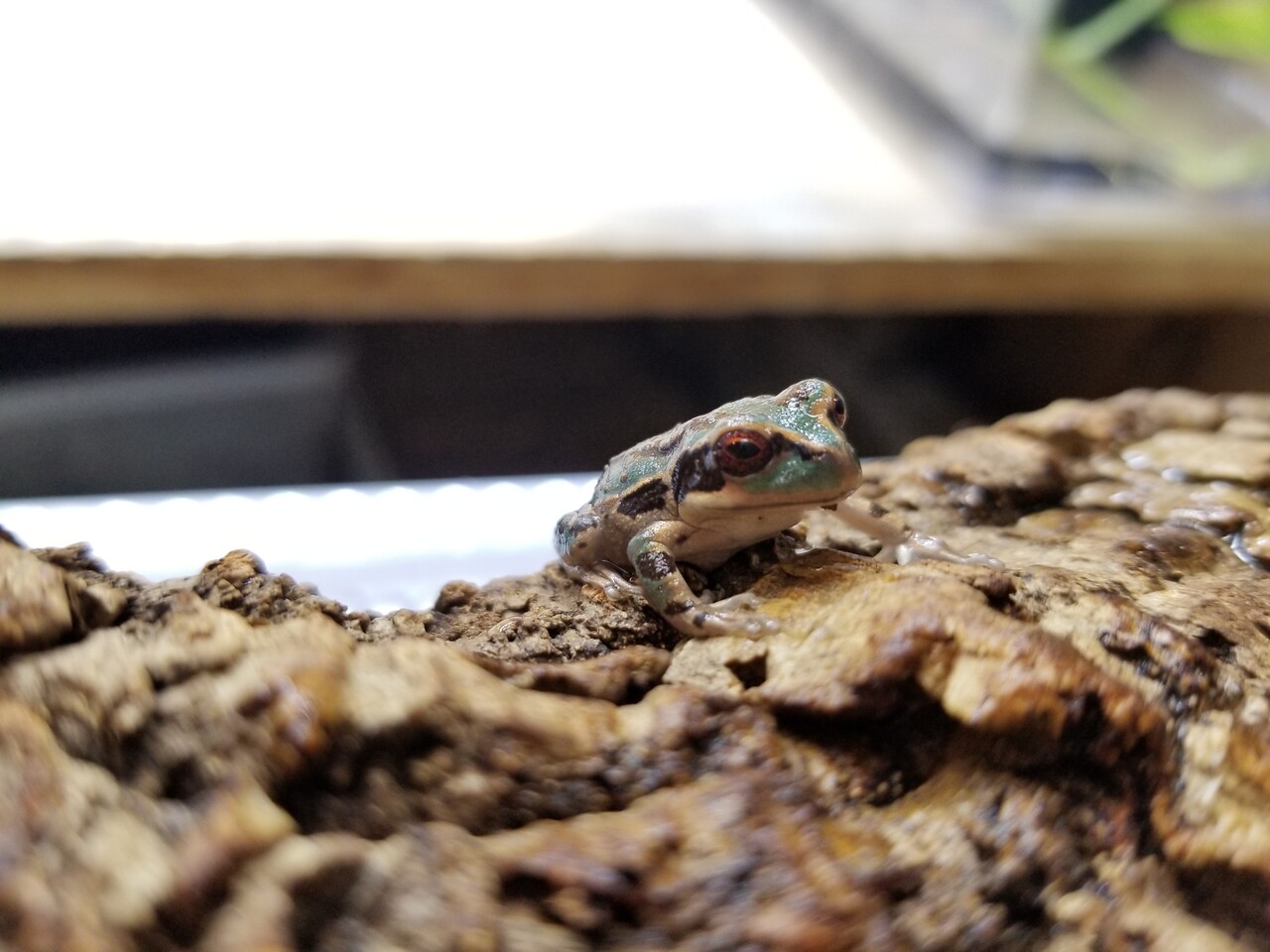 両生類新入荷 フクロアマガエル アルプスイモリ 爬虫類倶楽部大宮店公式ブログ 両生類新入荷 フクロアマガエル アルプスイモリ 爬虫類倶楽部大宮店公式ブログ