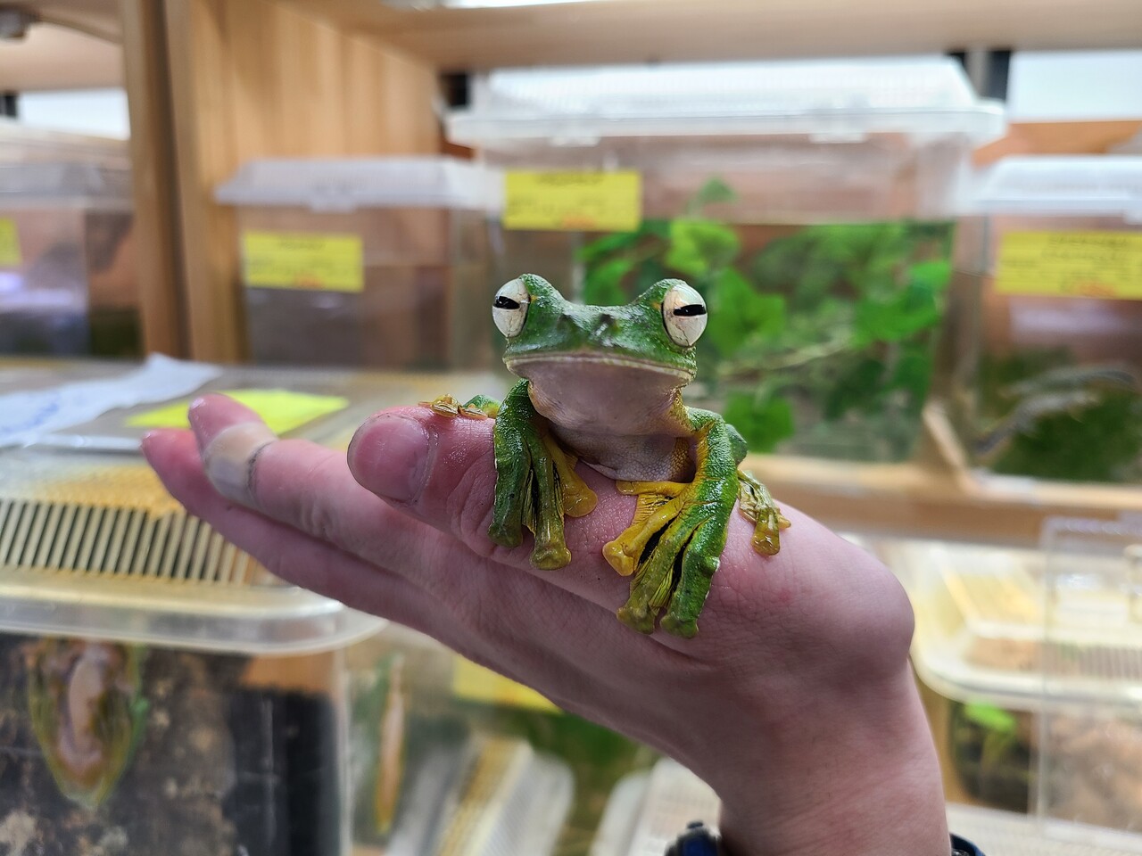 両生類マレーシア便新入荷 両生類全在庫紹介 爬虫類倶楽部大宮店公式ブログ 両生類マレーシア便新入荷 両生類全在庫紹介 爬虫類倶楽部大宮店公式ブログ