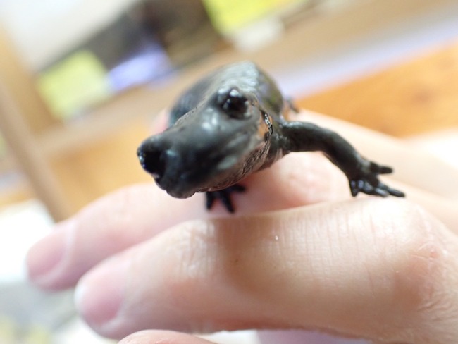 066D3952-7DF9-4A08-B24F-DA337F30813C