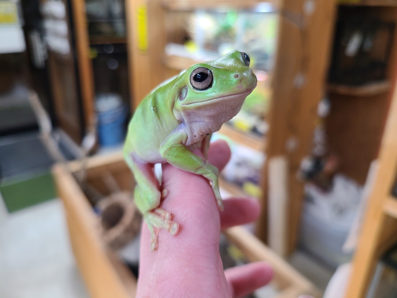 両生類新入荷 イエアメ 両生類全在庫紹介 爬虫類倶楽部大宮店公式ブログ 両生類新入荷 イエアメ 両生類全在庫紹介 爬虫類倶楽部大宮店公式ブログ