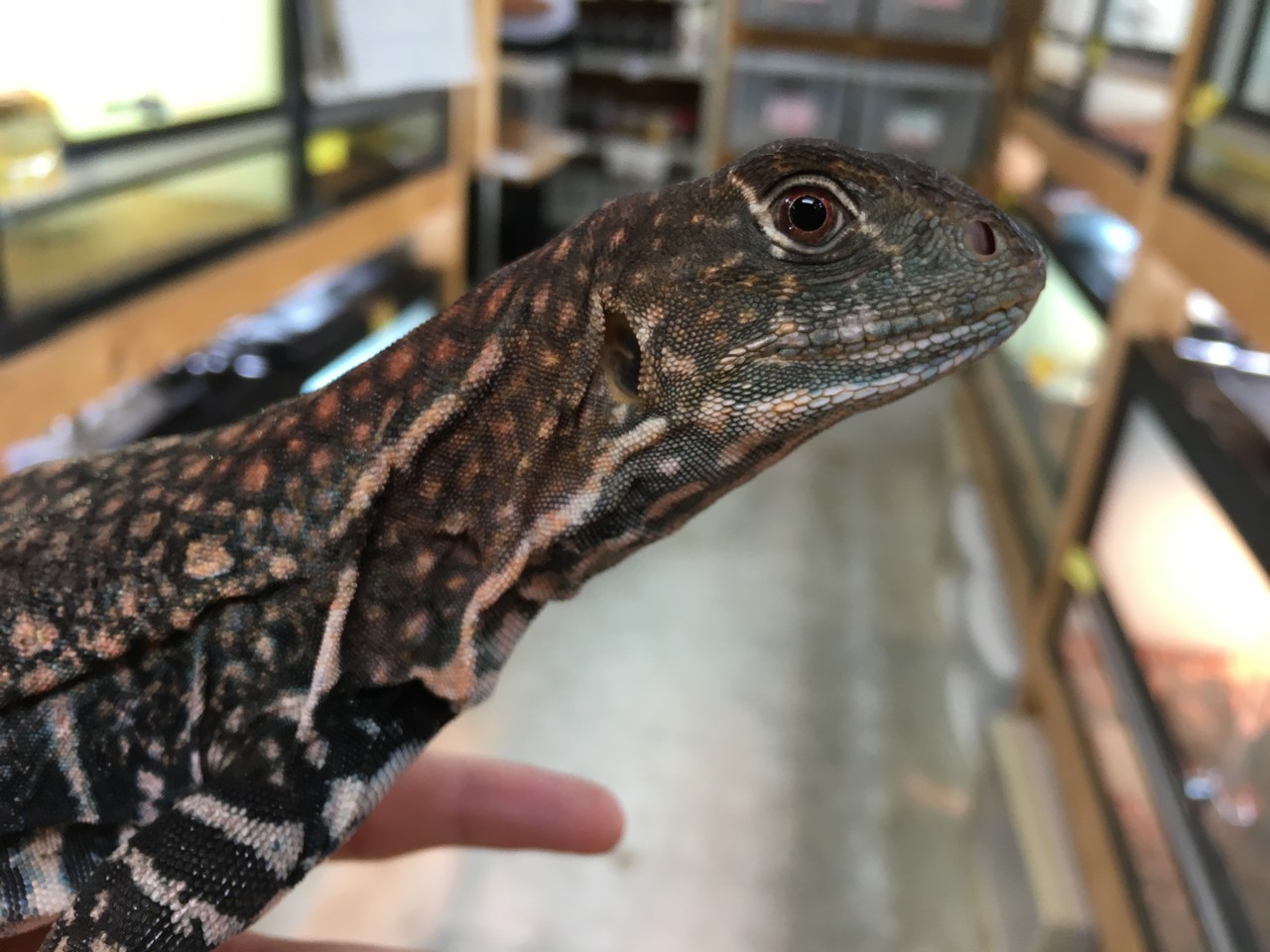 でかいとかげ 新入荷のお知らせ 爬虫類倶楽部大宮店公式ブログ でかいとかげ 新入荷のお知らせ 爬虫類倶楽部大宮店公式ブログ