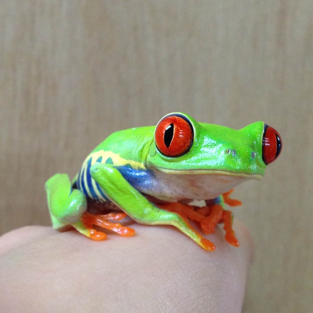 アカメアマガエルきました 爬虫類倶楽部大宮店公式ブログ アカメアマガエルきました 爬虫類倶楽部大宮店公式ブログ