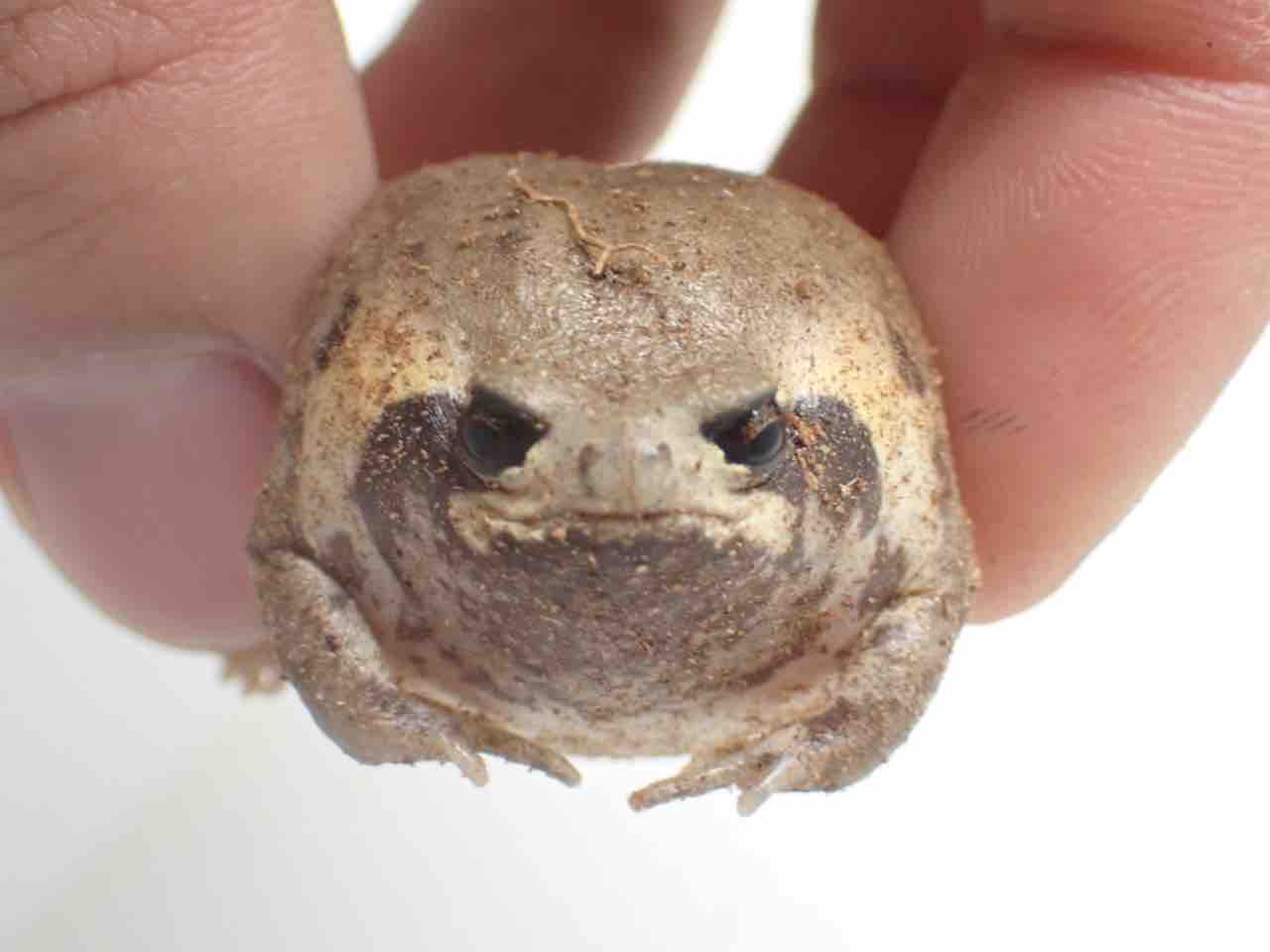 ガマガエルページ カエル新着🐸シュファクス！ : 爬虫類倶楽部大宮店公式ブログ