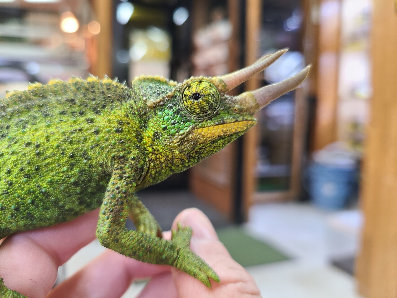 爬虫類倶楽部大宮店公式ブログ