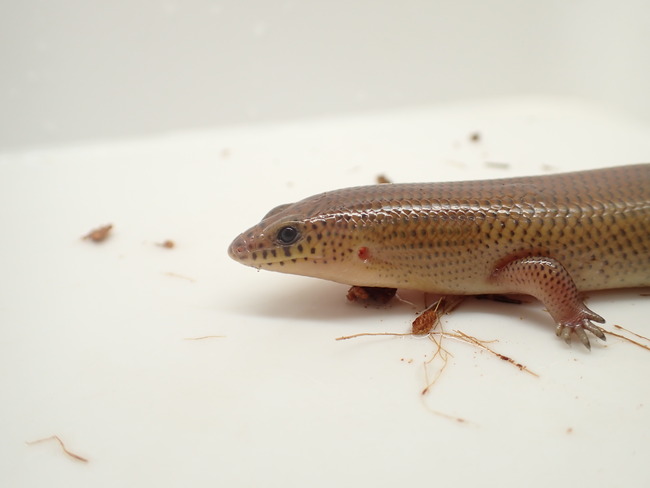 PC295489
