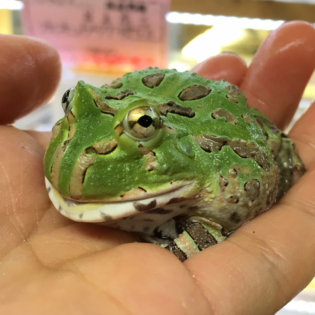 今月の目玉品トカゲ 両生類 新入荷お知らせ 爬虫類倶楽部大宮店公式ブログ 今月の目玉品トカゲ 両生類 新入荷お知らせ 爬虫類倶楽部大宮店公式ブログ