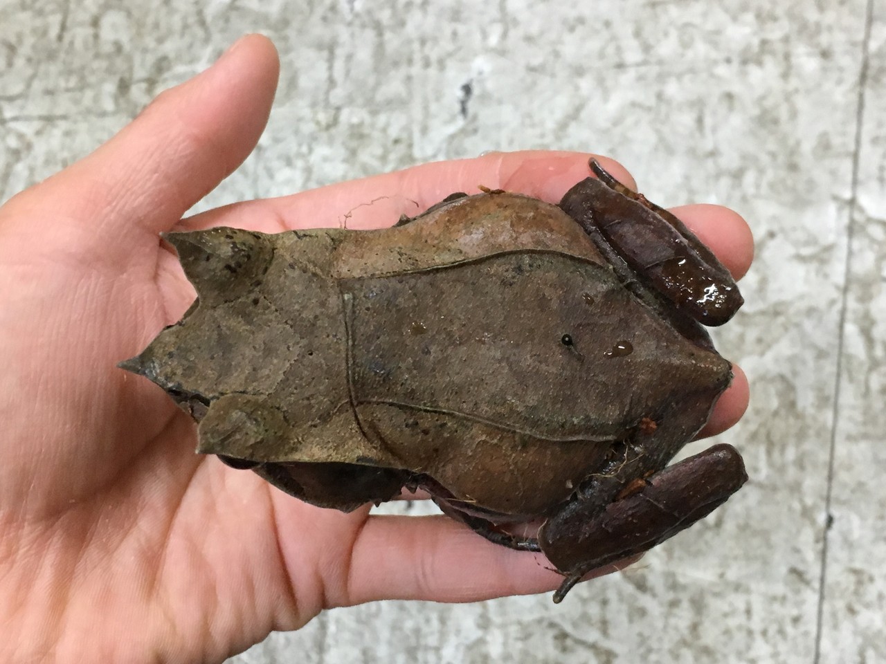 マレーシア便 コノハガエルやモリドラゴンきてます 爬虫類倶楽部大宮店公式ブログ マレーシア便 コノハガエルやモリドラゴンきてます 爬虫類倶楽部大宮店公式ブログ