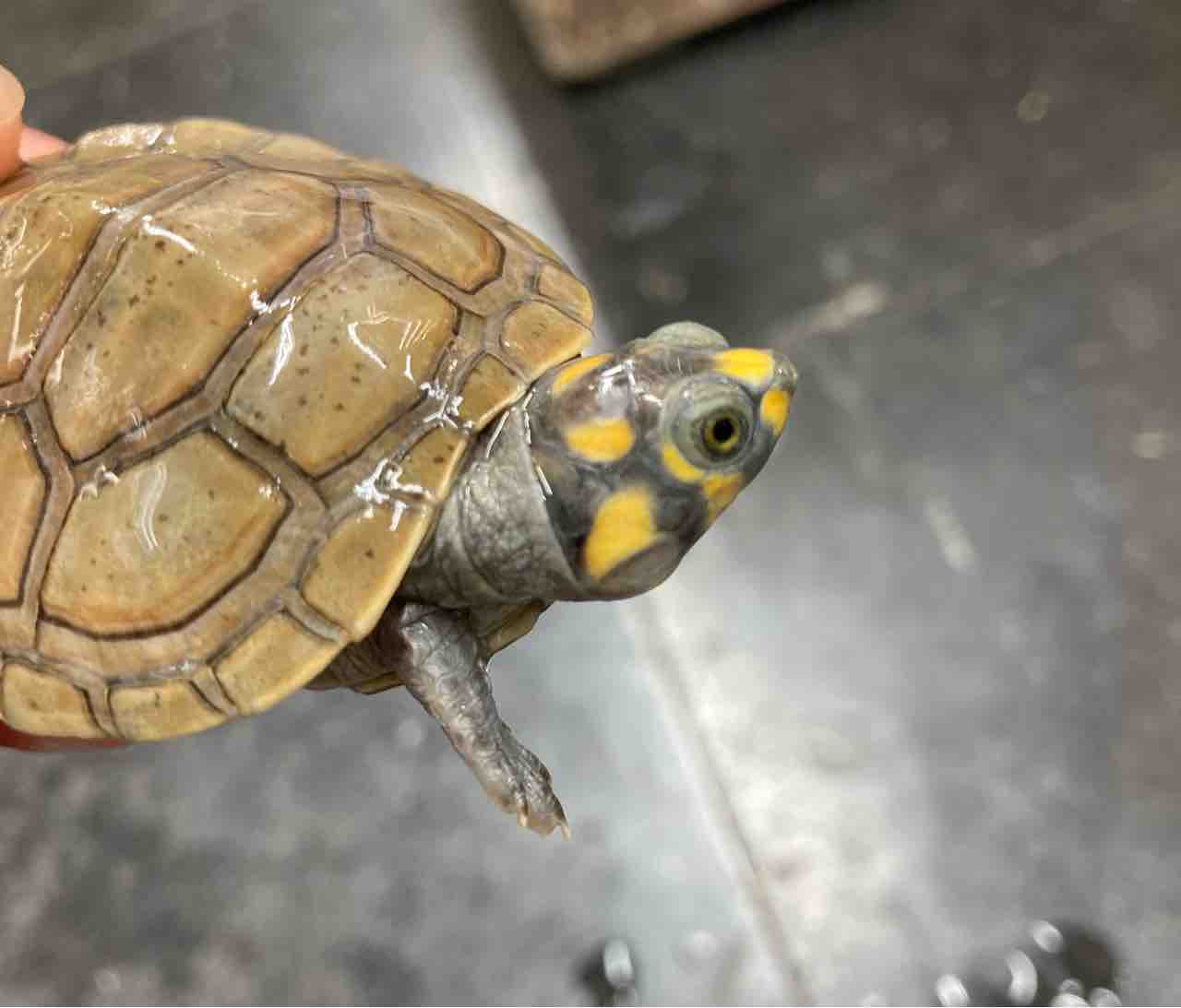 カメ ヘビ 新入荷 とスナボア在庫紹介 爬虫類倶楽部大宮店公式ブログ