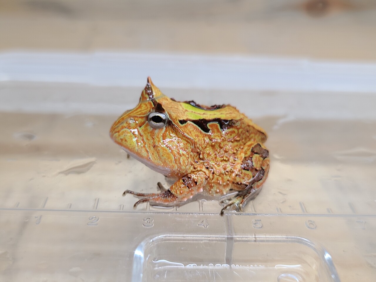 両生類 カメレオン新入荷 爬虫類倶楽部大宮店公式ブログ