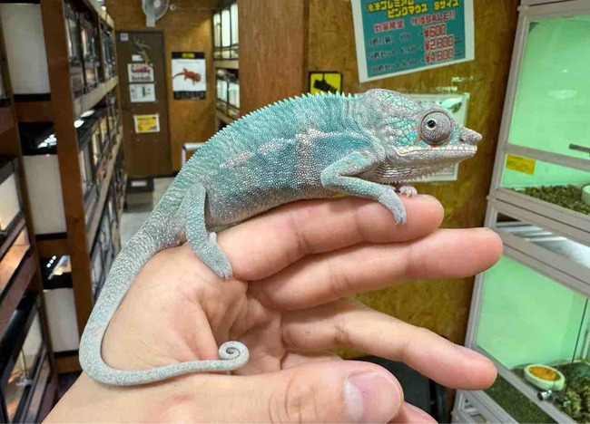 FullSizeRender
