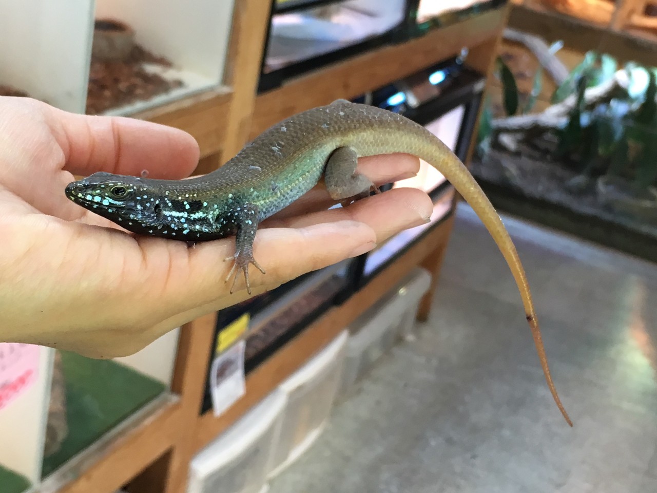 ブラジルツノガエル トカゲ タランチュラ新入荷 爬虫類倶楽部大宮店公式ブログ