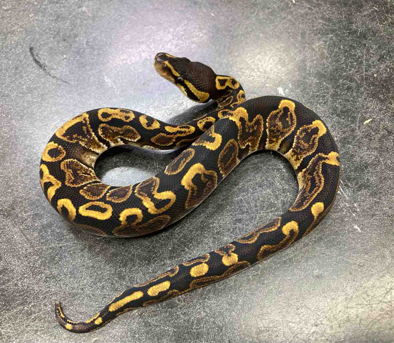 ヘビ 新入荷 おまけ 爬虫類倶楽部大宮店公式ブログ