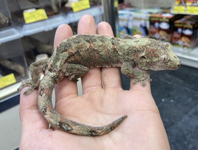 6656FB39-ECA9-4AA6-9431-BC7C24B277C4