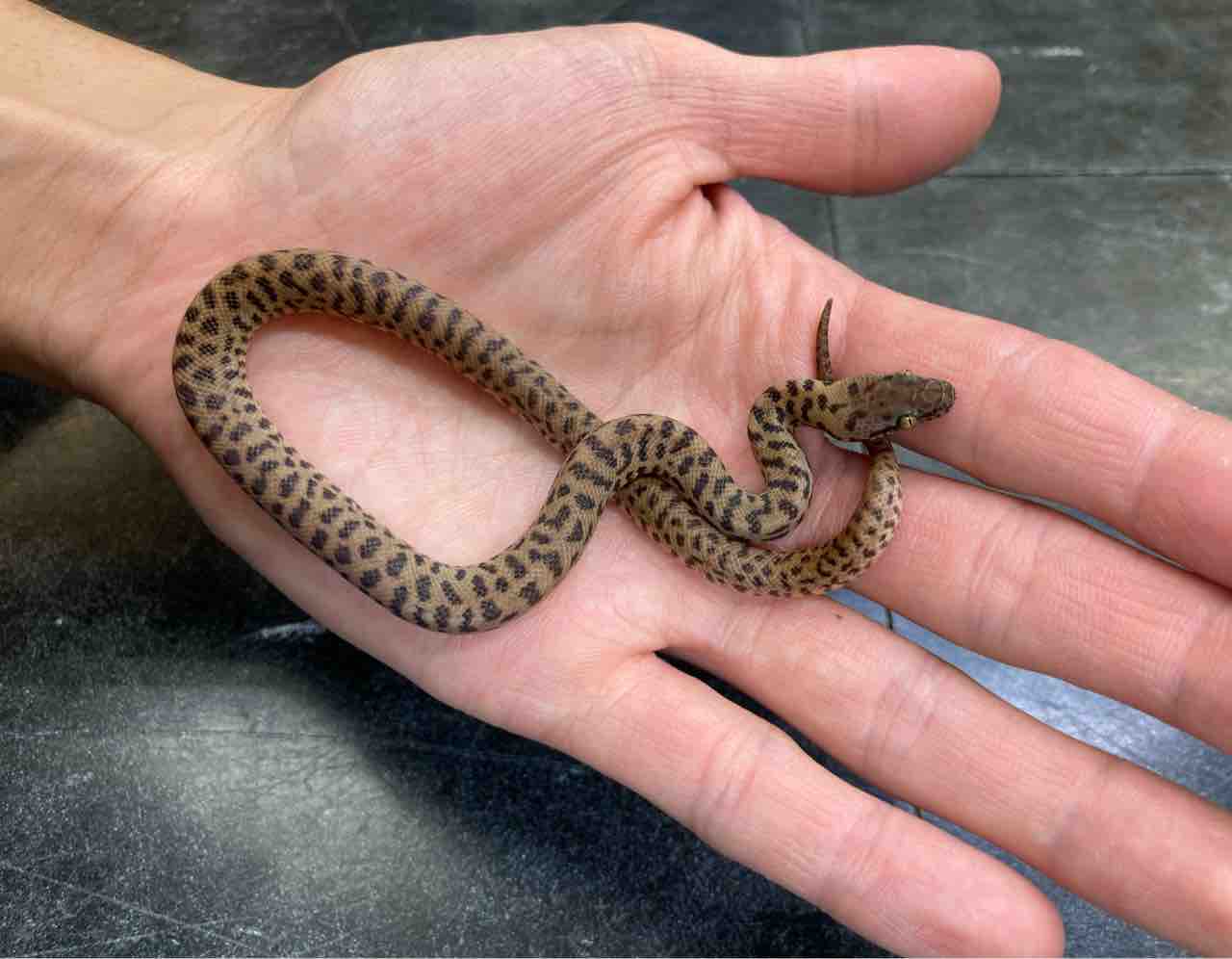 ヘビ新入荷 チルドレンやcbアオダイショウなど 爬虫類倶楽部大宮店公式ブログ