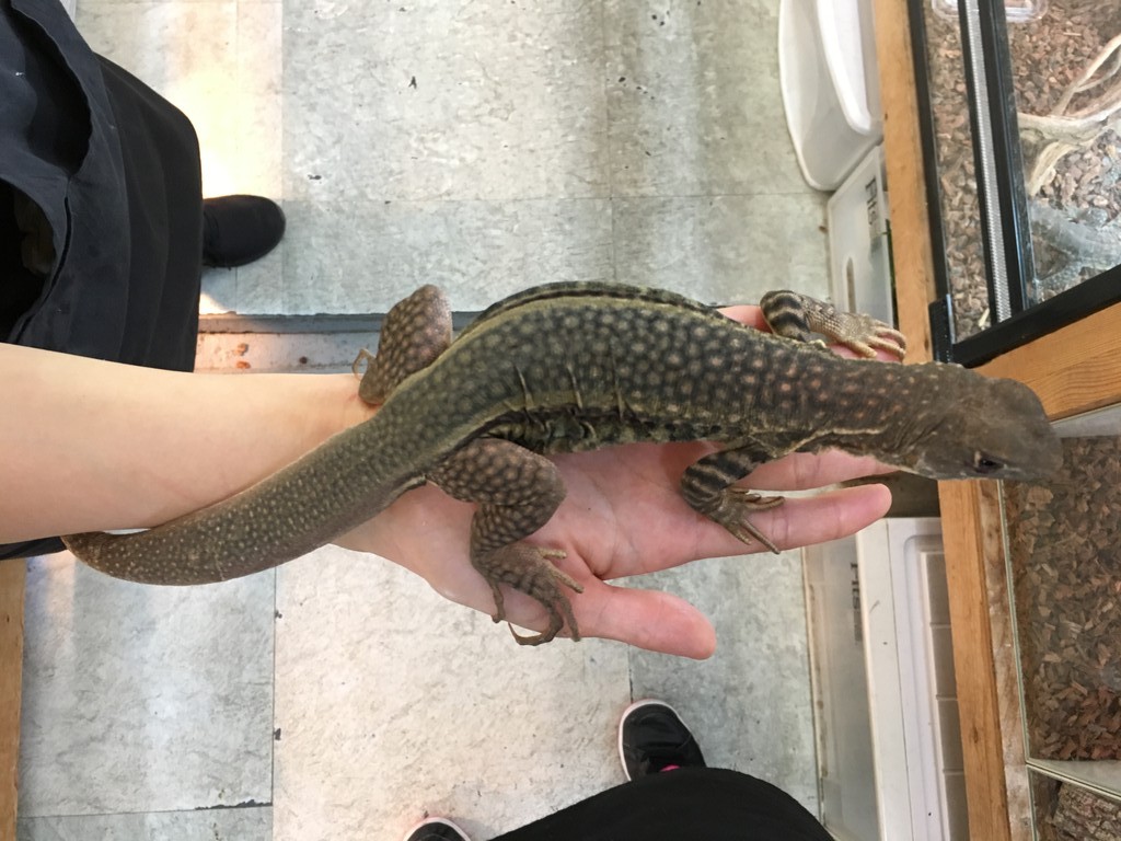 でかいとかげ 新入荷のお知らせ 爬虫類倶楽部大宮店公式ブログ でかいとかげ 新入荷のお知らせ 爬虫類倶楽部大宮店公式ブログ