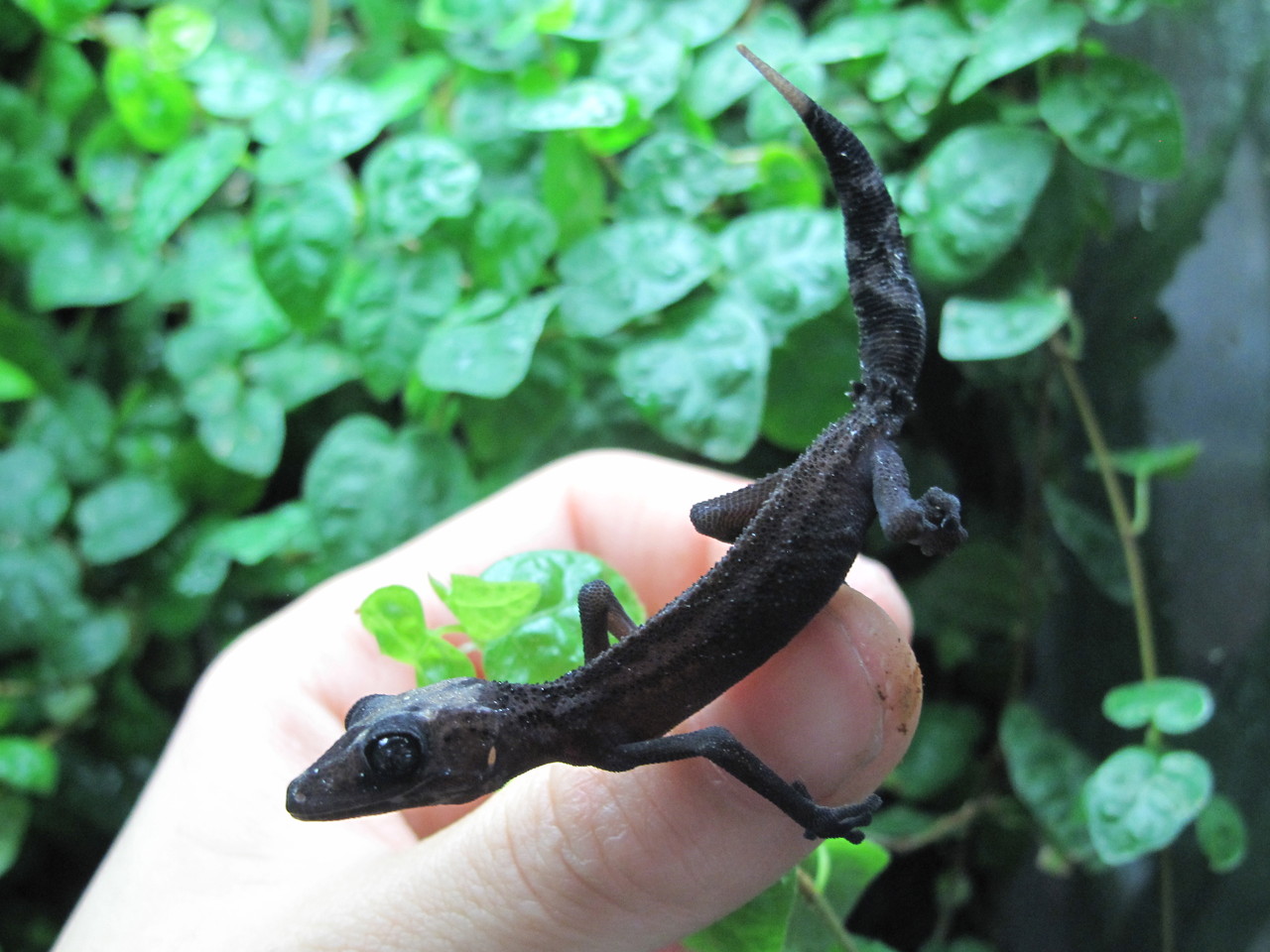 ヤモリ両生類編 ぴーちゃんブログ 爬虫類倶楽部大宮店公式ブログ