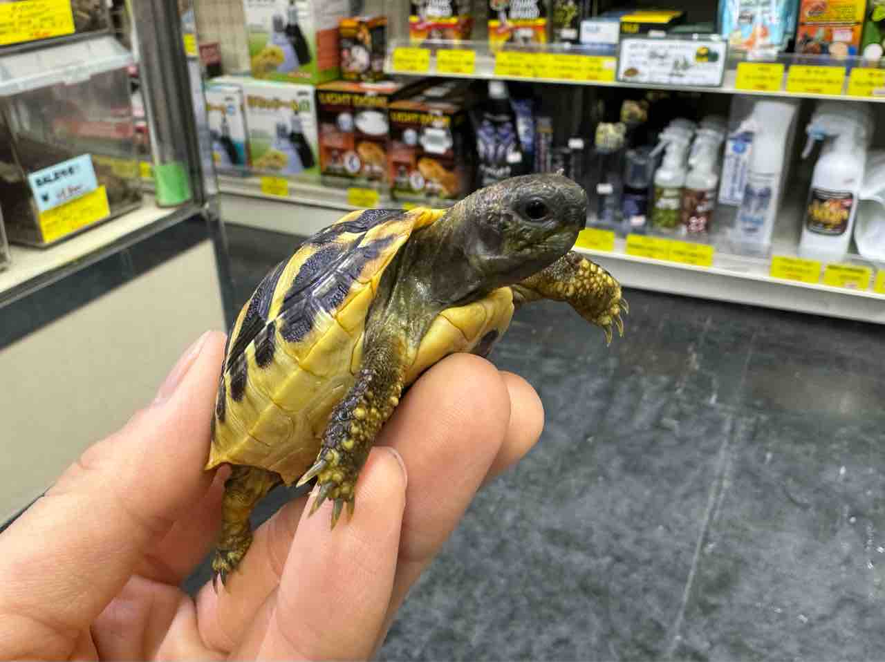 ハチクラサービスデー開催！】リクガメ 在庫紹介！飼育セットと同時