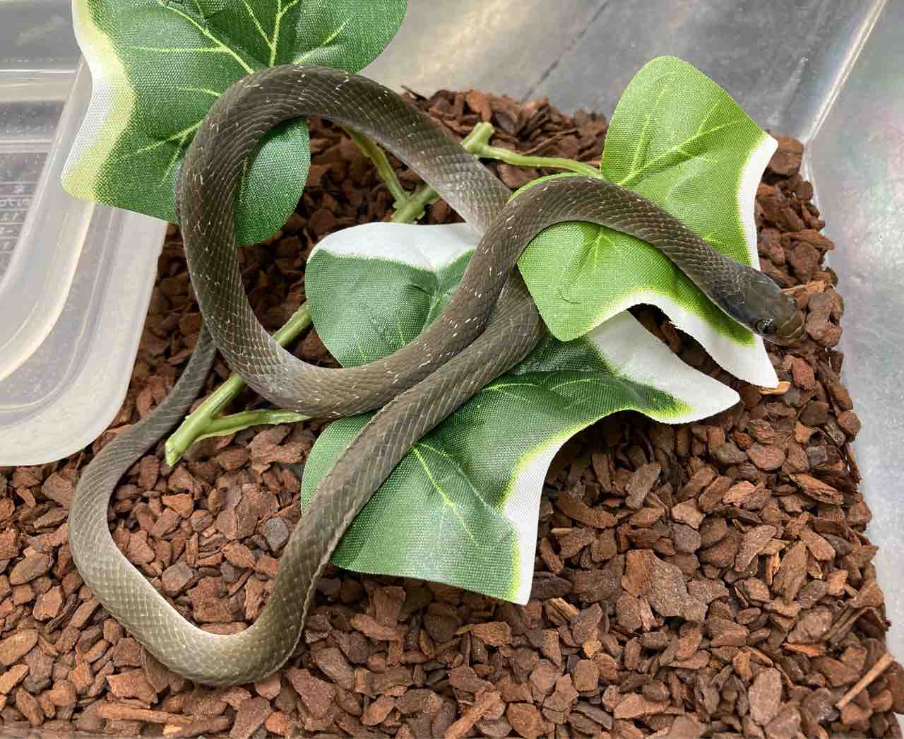 ヘビ カメ ムシ 新入荷 爬虫類倶楽部大宮店公式ブログ