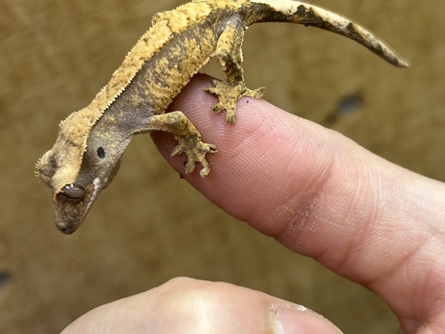 2F40CB55-E829-4AC6-BB75-19946E30E063